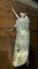 Agrotis ipsilon